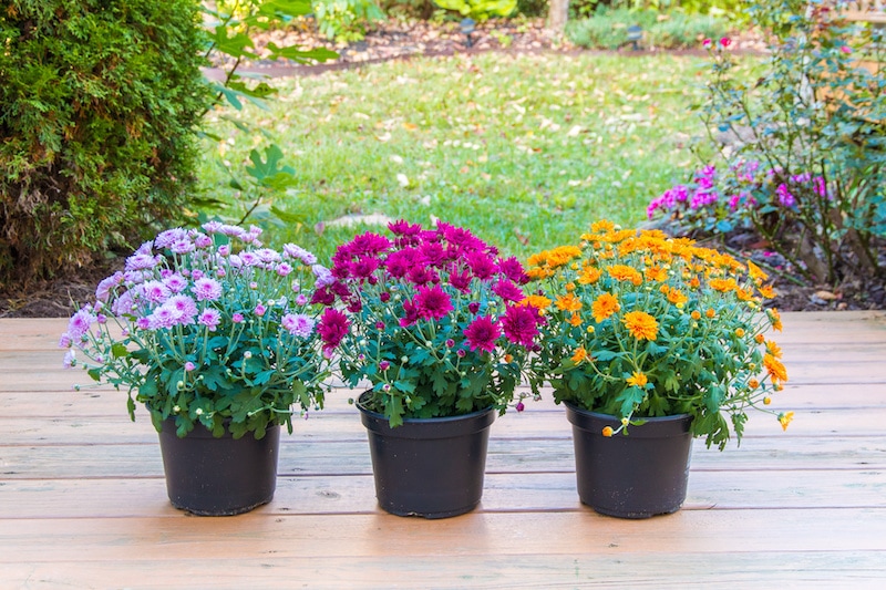 potted flowers